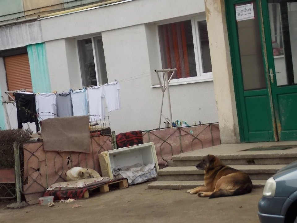 DRAGOSTEA ÎNSEAMNĂ MAI MULT DECÂT O CUTIE DE CARTON ȘI UN OS ARUNCAT ÎN STRADĂ