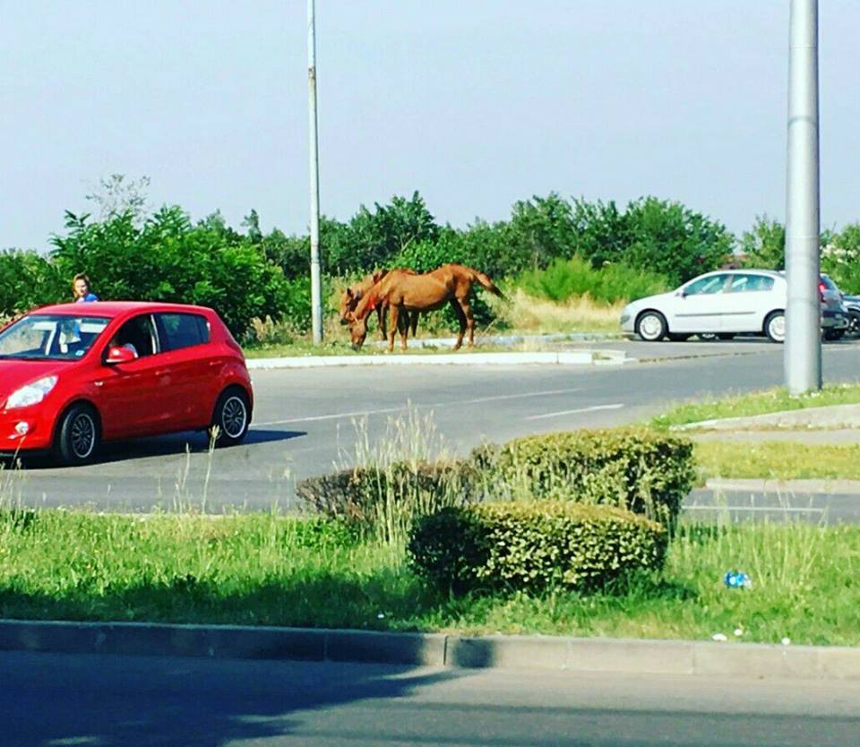 VÂLCOV ÎȘI POATE BĂGA UNGHIA ÎN GÂT ! A FĂCUT EL CE -A FĂCUT ÎN SLATINA, DA` SELFIE CU CAI, NU !
