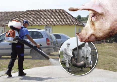 DIRECȚIA SANITAR VETERINARĂ ȘI PREFECTURA OLT -INFORMARE IMPORTANTĂ PRIVIND PESTA PORCINĂ