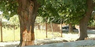 PRIMĂRIA CORABIA, ACHIZIȚIE DE …OPORTUNITATE! PESTE 1 MILIARD PENTRU UN TOCĂTOR DE CRENGI!