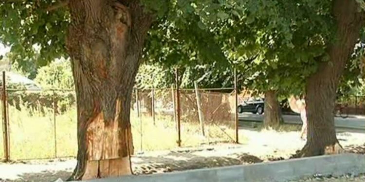 PRIMĂRIA CORABIA, ACHIZIȚIE DE …OPORTUNITATE! PESTE 1 MILIARD PENTRU UN TOCĂTOR DE CRENGI!