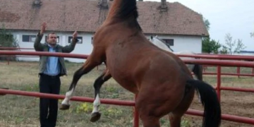 WWW.NUECAZUL.RO STELA, DĂ RAMBURS LA MIȚĂ!