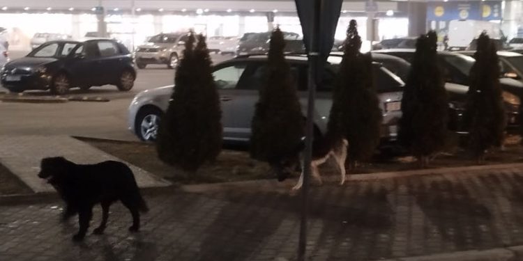 PESTE 21 000 EURO / BUGET LOCAL/ PENTRU DOCTORUL DIN VÂLCEA AL CÂINILOR DIN SLATINA !