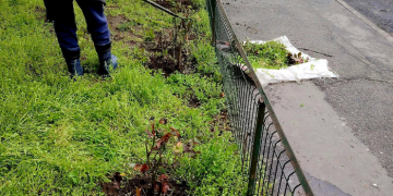 Slatina strălucitoare! Bugetul Ierbii de Aur(7 milioane Euro)și al Centralelor de Lux