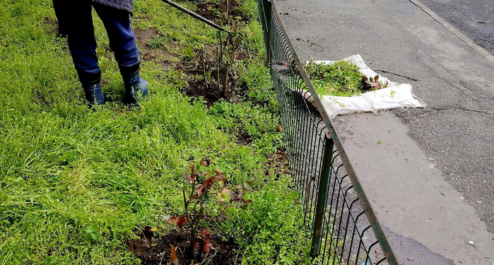 Slatina strălucitoare! Bugetul Ierbii de Aur(7 milioane Euro)și al Centralelor de Lux