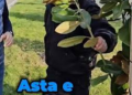 Fantomele pavelelor. Alți 50 mii Euro de la DUS către aceeași firmă din București cu doar 4 angajați