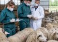 Marea gaură din baza de date! Birocrații DSVSA Olt transformă oaia în Triunghiul Bermudelor
