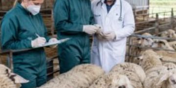 Marea gaură din baza de date! Birocrații DSVSA Olt transformă oaia în Triunghiul Bermudelor